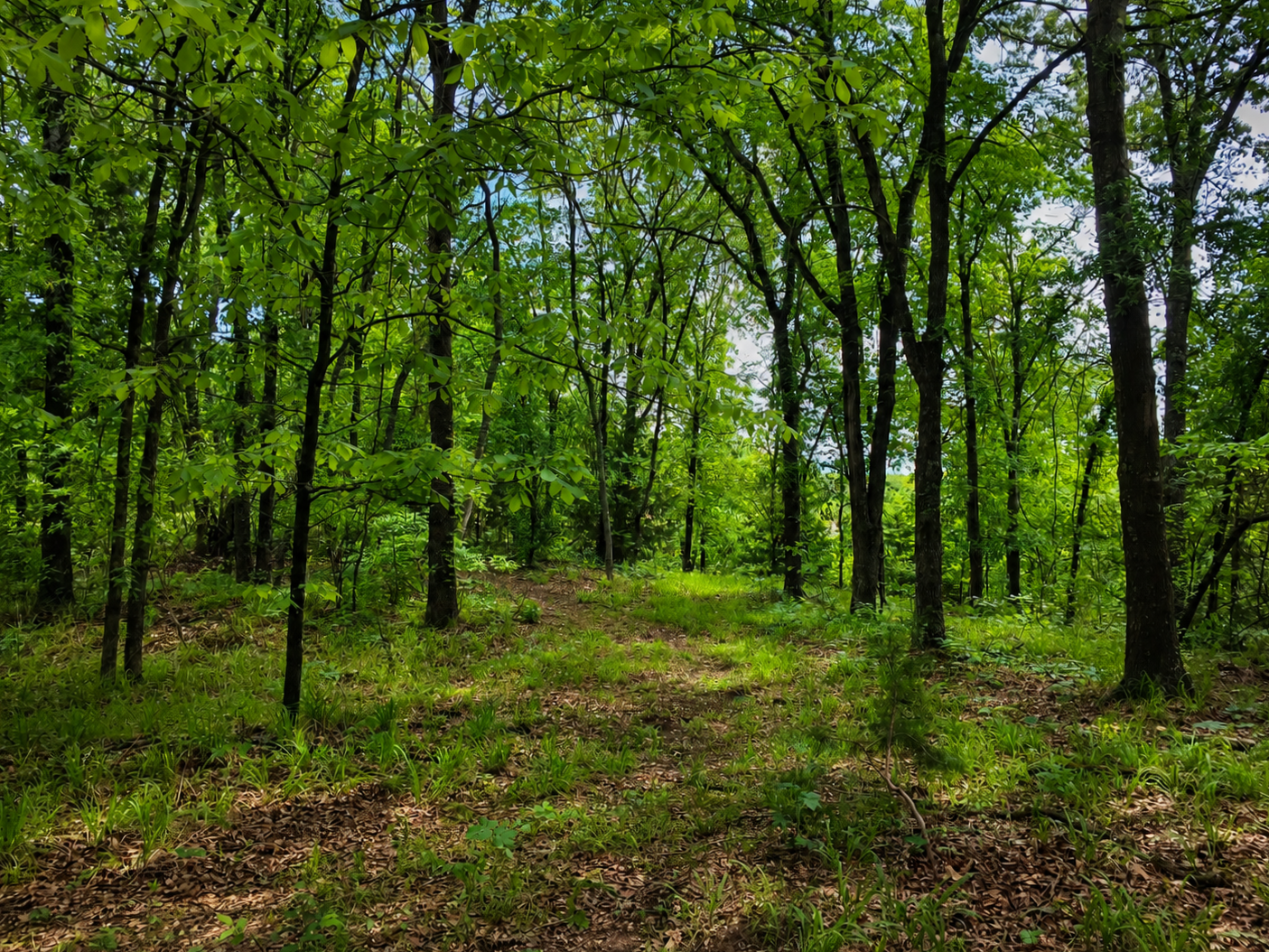 Cypress Point wooded homesite