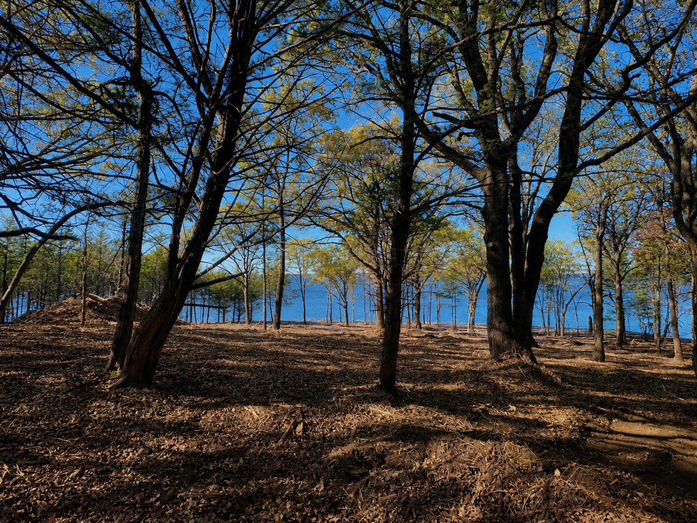Cypress Point wooded homesite