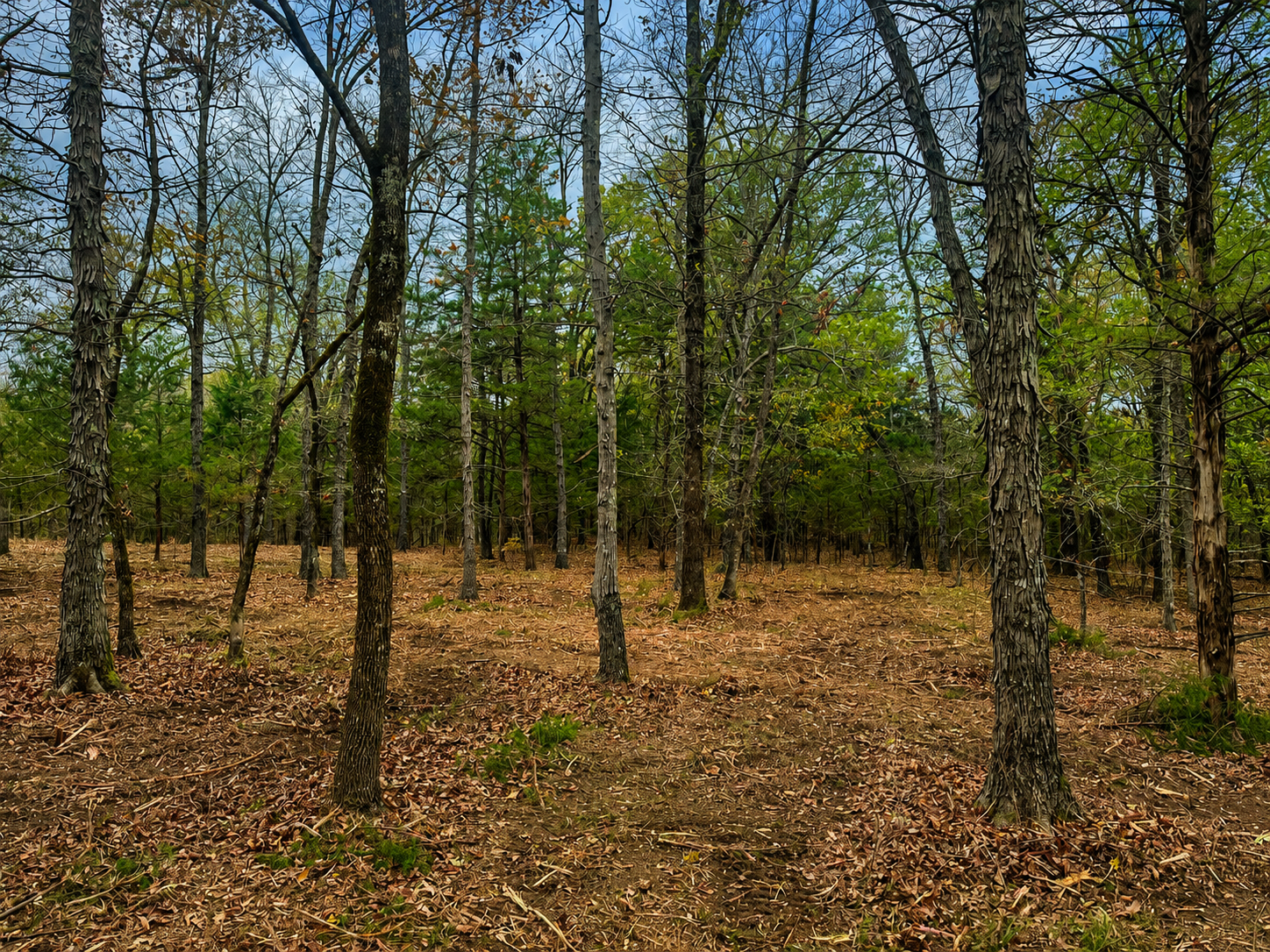Cypress Point wooded homesite