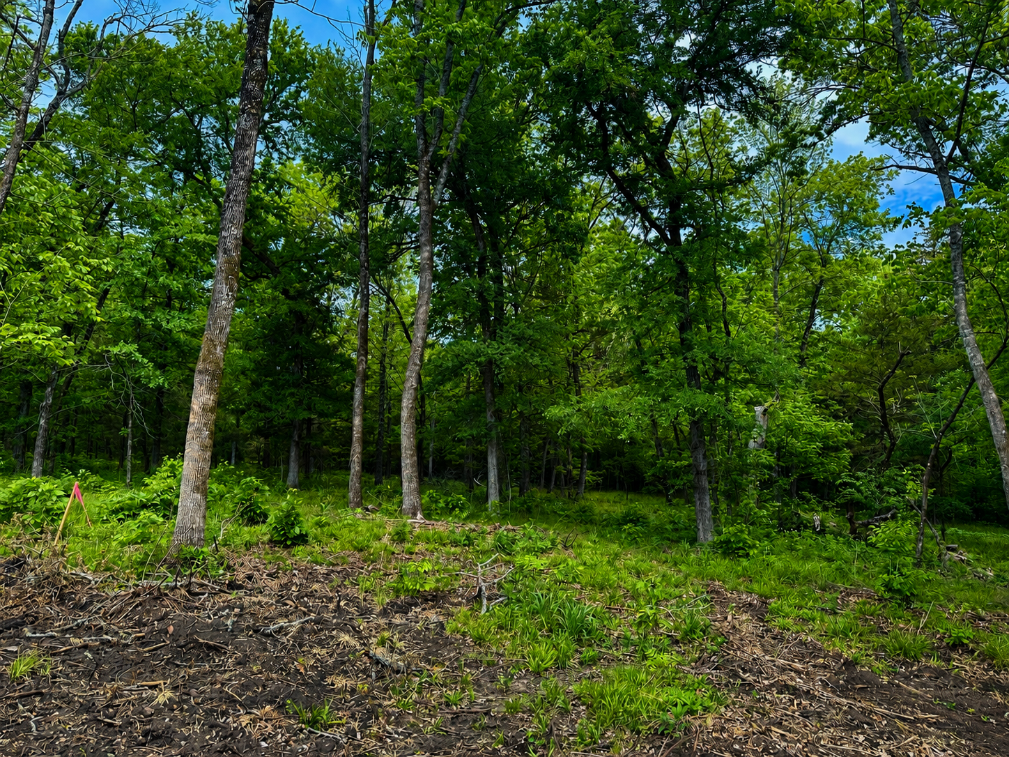 Cypress Point wooded homesite