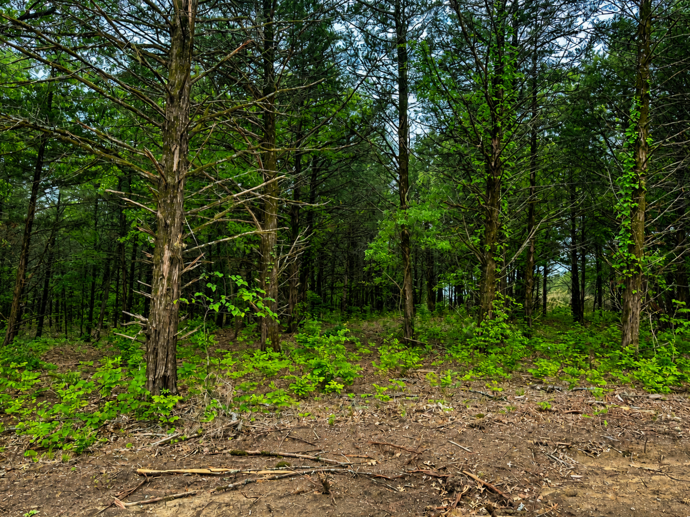 Cypress Point wooded homesite